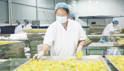 貴州山地食藥材產(chǎn)業(yè)駛?cè)氚l(fā)展快車道